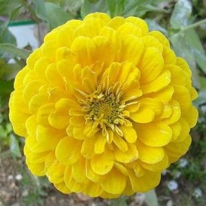 zinnia amarela gigante da california 15 sementes 2783 e1496675829318