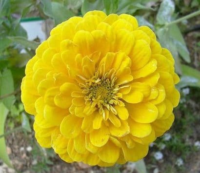 Zinnia Amarela Gigante da Califórnia: 15 Sementes