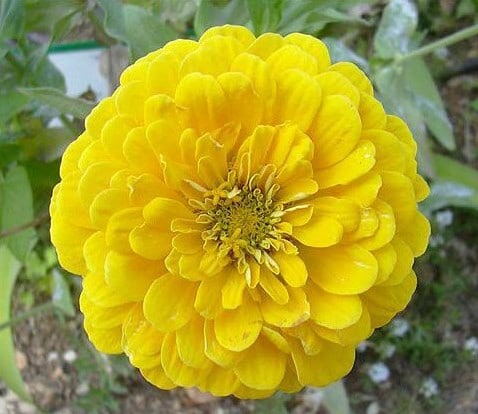 Zinnia Amarela Gigante da Califórnia: 15 Sementes - SoFlor Sementes