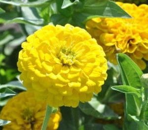 zinnia amarela gigante da california 15 sementes 4169 e1496676845397