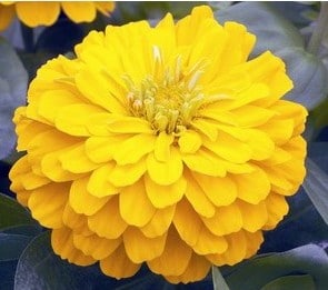 Zinnia Amarela Gigante da Califórnia: 15 Sementes - SoFlor Sementes