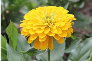 Zinnia Amarela Gigante da Califórnia: 15 Sementes - SoFlor Sementes