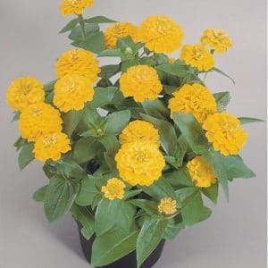 zinnia amarela gigante da california 15 sementes 6087 e1496675730206