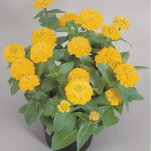 zinnia amarela gigante da california 15 sementes 6087 e1496675730206