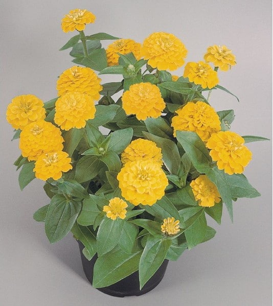 Zinnia Amarela Gigante da Califórnia: 15 Sementes - SoFlor Sementes