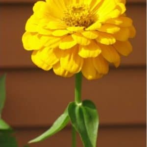 zinnia amarela gigante da california 15 sementes 6290 e1496675706179