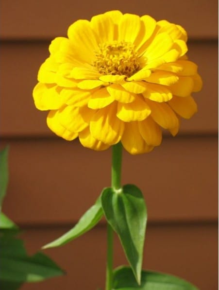 Zinnia Amarela Gigante da Califórnia: 15 Sementes - SoFlor Sementes