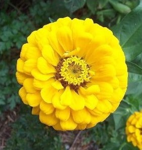 Zinnia Amarela Gigante da Califórnia: 15 Sementes - SoFlor Sementes