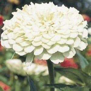 zinnia branco gigante da california 15 sementes 2011 e1496675513883