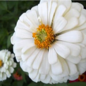 zinnia branco gigante da california 15 sementes 2314 e1496675494357