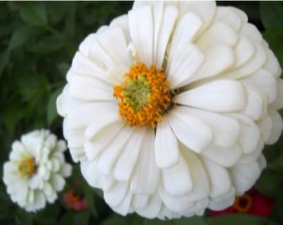 zinnia branco gigante da california 15 sementes 2314 e1496675494357