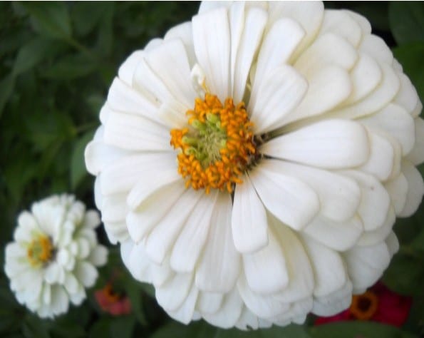 Zinnia Branco Gigante da Califórnia: 15 Sementes - SoFlor Sementes