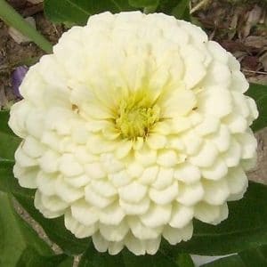 Zinnia Branco Gigante da Califórnia: 15 Sementes