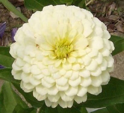 Zinnia Branco Gigante da Califórnia: 15 Sementes