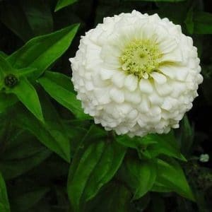 zinnia branco gigante da california 15 sementes 5907 e1496675535437