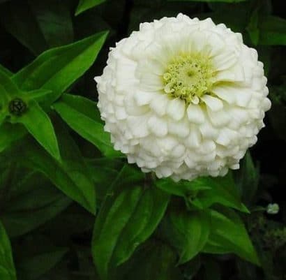 zinnia branco gigante da california 15 sementes 5907 e1496675535437