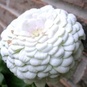 zinnia branco gigante da california 15 sementes 7804 e1496675563611