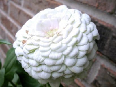 zinnia branco gigante da california 15 sementes 7804 e1496675563611