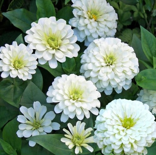 Zinnia Branco Gigante da Califórnia: 15 Sementes - SoFlor Sementes