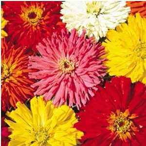 Zinnia Cacto Sortido: 15 Sementes