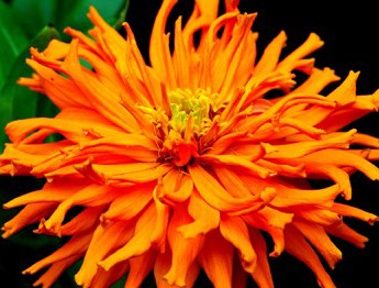 Zinnia Cactos Sortido: 15 Sementes - SoFlor Sementes