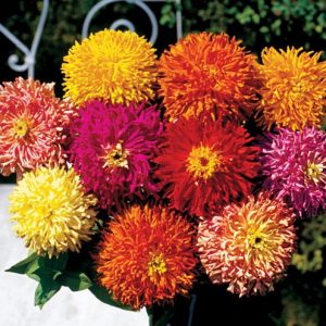 zinnia cacto sortido 15 sementes 5399 e1496670069604