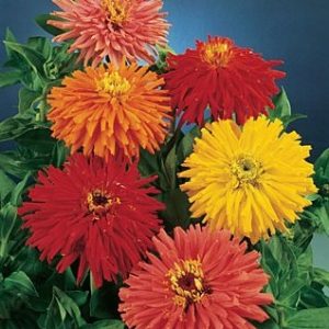 zinnia cacto sortido 15 sementes 7188 e1496670251698