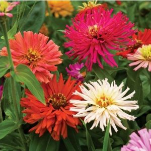 zinnia cacto sortido 15 sementes 7992 e1496670214801