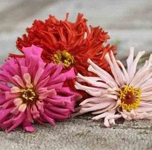 zinnia cacto sortido 15 sementes 8582 e1496670289984