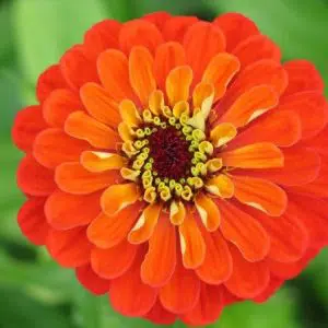 zinnia laranja gigante da california 15 sementes 0649 e1496675103252
