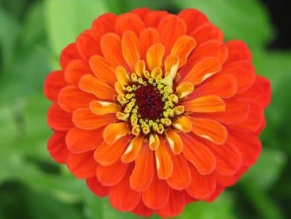 zinnia laranja gigante da california 15 sementes 0649 e1496675103252