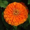 Zinnia Laranja Gigante da Califórnia: 15 Sementes