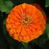 Zinnia Laranja Gigante da Califórnia: 15 Sementes