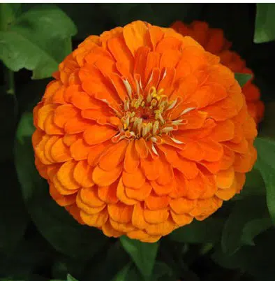 Zinnia Laranja Gigante da Califórnia: 15 Sementes