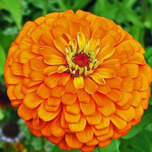 zinnia laranja gigante da california 15 sementes 3131 e1496675274770