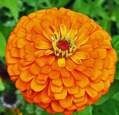 zinnia laranja gigante da california 15 sementes 3131 e1496675274770