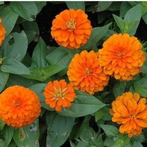 zinnia laranja gigante da california 15 sementes 3535 e1496675243335