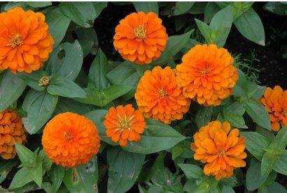 zinnia laranja gigante da california 15 sementes 3535 e1496675243335