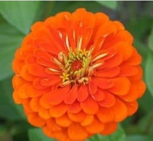 zinnia laranja gigante da california 15 sementes 4156 e1496675057538