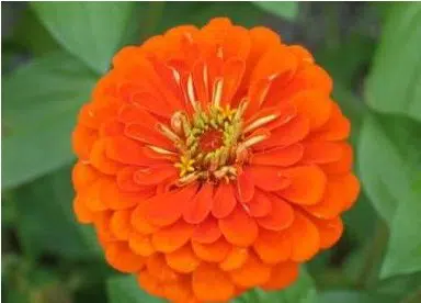 zinnia laranja gigante da california 15 sementes 4156 e1496675057538