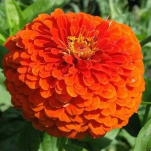 zinnia laranja gigante da california 15 sementes 4552 e1496675080224