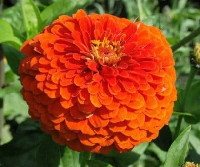 zinnia laranja gigante da california 15 sementes 4552 e1496675080224