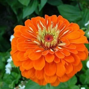 zinnia laranja gigante da california 15 sementes 4743 e1496675167187