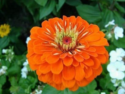 zinnia laranja gigante da california 15 sementes 4743 e1496675167187