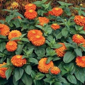 zinnia laranja gigante da california 15 sementes 5646 e1496675124508