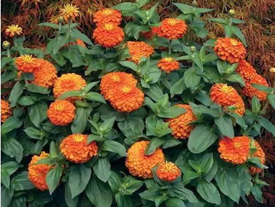 zinnia laranja gigante da california 15 sementes 5646 e1496675124508