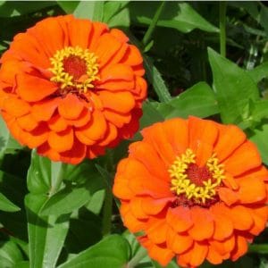 zinnia laranja gigante da california 15 sementes 9639 e1496675203841