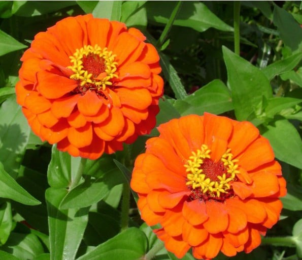 Zinnia Laranja Gigante da Califórnia: 15 Sementes - SoFlor Sementes