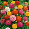 Zinnia Lilliput Sortido: 15 Sementes