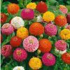 Zinnia Lilliput Sortido: 15 Sementes